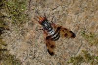 Otites porcus