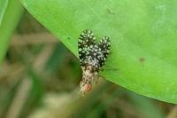 Trypetoptera punctulata