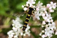 Sphaerophoria scripta