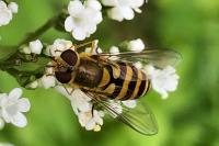 Syrphus ribesii