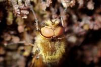 Thereva nobilitata