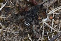 Anthrax varia