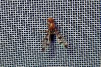 Geomyza tripunctata