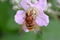 Volucella zonaria