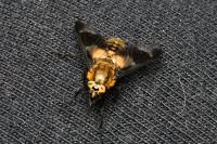 Chrysops caecutiens