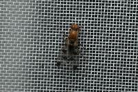 Geomyza tripunctata