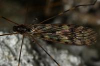 Limonia nubeculosa