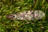 Limonia nubeculosa