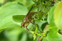 Scathophaga stercoraria