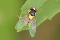 Acletoxenus formosus