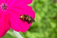 Sicus ferrugineus