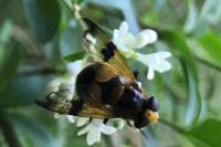Volucella inflata