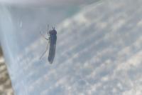 Melanostoma