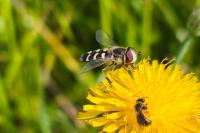 Scaeva pyrastri