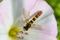 Sphaerophoria scripta