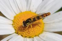 Sphaerophoria scripta