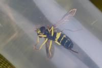 Philhelius pedissequus