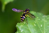 Philhelius pedissequus