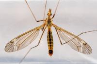 Tipula vernalis