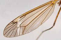Tipula vernalis