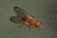 Opomyza florum