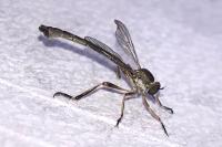 Leptogaster