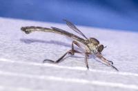 Leptogaster
