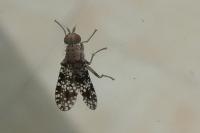 Trypetoptera punctulata