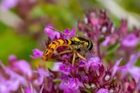 Sphaerophoria scripta