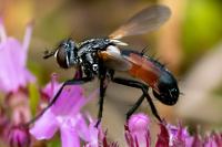 Cylindromyia auriceps
