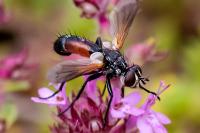 Cylindromyia auriceps