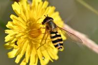 Syrphus ribesii