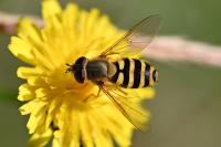 Syrphus ribesii