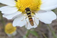 Sphaerophoria scripta