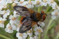 Ectophasia crassipennis