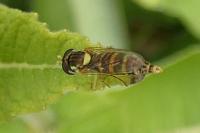 Sphaerophoria