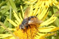 Tachina fera
