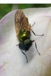 Chloromyia formosa