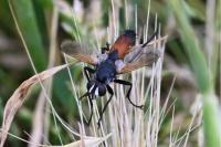 Cylindromyia