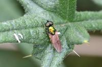 Chloromyia formosa