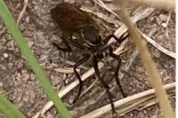 Dasypogon diadema