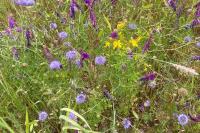 Dasypogon diadema