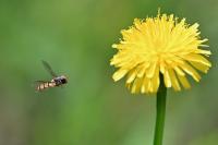 Episyrphus balteatus