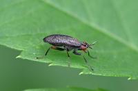 Coremacera marginata