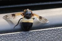Volucella pellucens