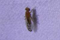 Opomyza florum