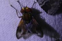 Ectophasia