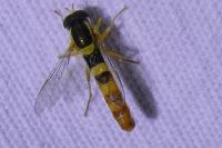 Sphaerophoria scripta