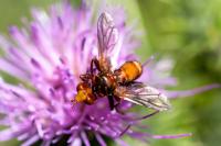 Sicus ferrugineus