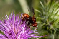 Sicus ferrugineus